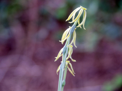Narcissus viridiflorus