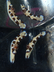 Hypselodoris imperialis