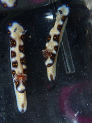 Hypselodoris imperialis