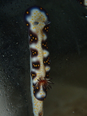 Hypselodoris imperialis