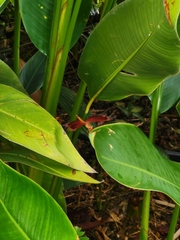 Neurothemis fluctuans