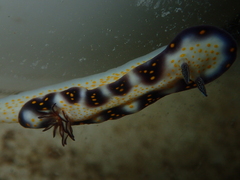 Hypselodoris imperialis
