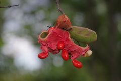 Annonaceae