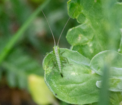 Tettigonia