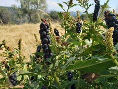 Phytolacca