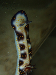 Hypselodoris imperialis