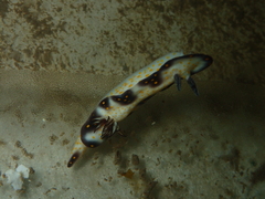 Hypselodoris imperialis
