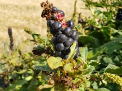 Phytolacca