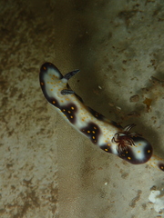 Hypselodoris imperialis
