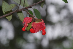Annonaceae