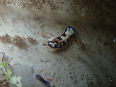 Hypselodoris imperialis
