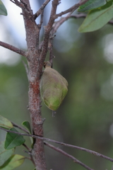 Annonaceae