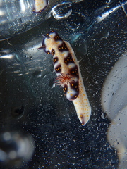 Hypselodoris imperialis