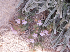Chaenorhinum