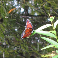Limenitis archippus floridensis