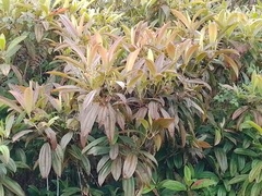 Miconia robinsoniana