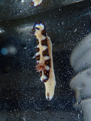 Hypselodoris imperialis