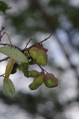 Annonaceae