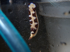 Hypselodoris imperialis