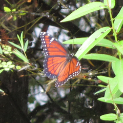Limenitis archippus floridensis