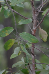 Annonaceae