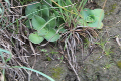 Crassula capitella thyrsiflora
