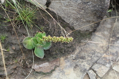 Crassula capitella thyrsiflora