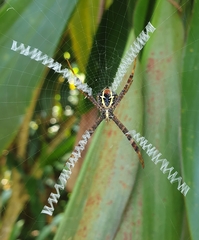 Argiope versicolor