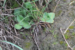 Crassula capitella thyrsiflora