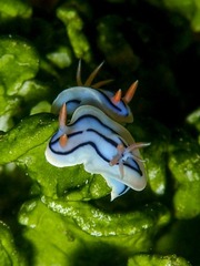 Chromodoris