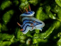 Chromodoris
