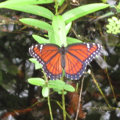 Limenitis archippus floridensis