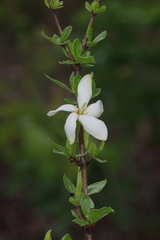 Gardenia