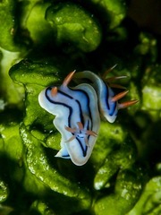 Chromodoris