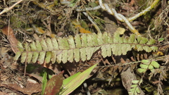 Adiantum caudatum