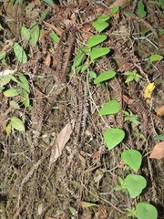 Adiantum caudatum