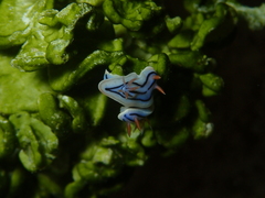 Chromodoris