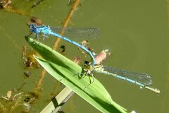 Erythromma lindenii