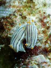 Chromodoris