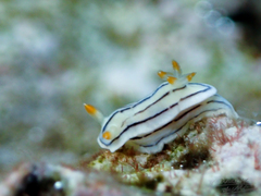 Chromodoris
