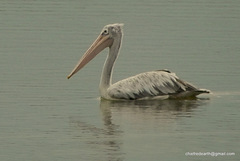 Pelecanus philippensis