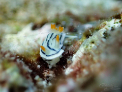 Chromodoris