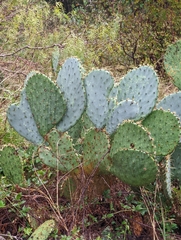 Opuntia orbiculata