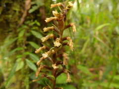 Microchilus