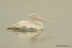Pelecanus philippensis