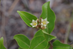 Psorospermum