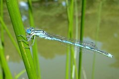 Erythromma lindenii
