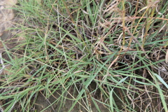 Cymbopogon