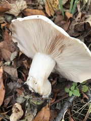 Clitocybe robusta