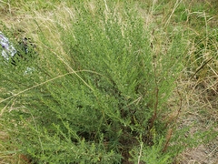 Baccharis pteronioides